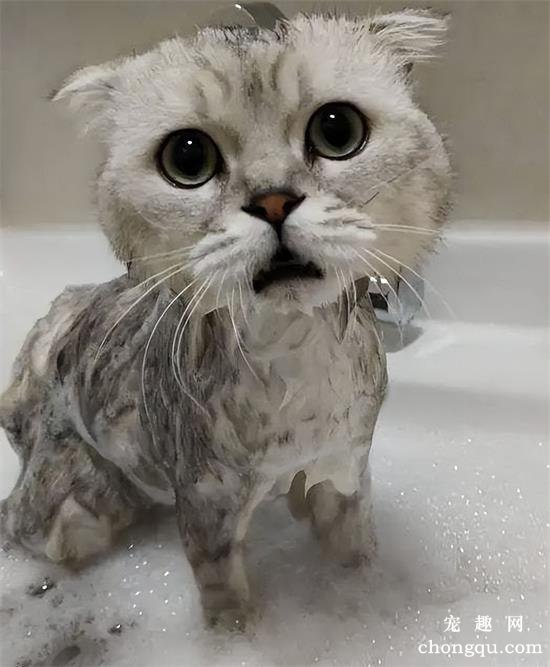 猫咪洗澡多少钱一次