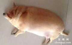 <b>狗狗肥胖有哪些危害？狗狗肥胖的原因有哪些？</b>