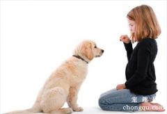 <b>狗狗乱捡东西吃怎么办？</b>
