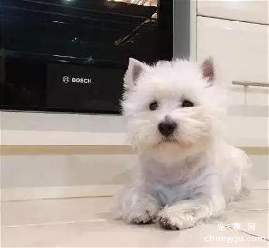 幼犬有泪痕正常吗