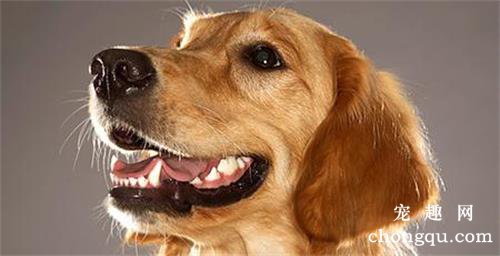 狗狗胃炎的病因和治疗方法