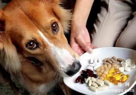 怎么样可以乖乖的让狗狗吃药？