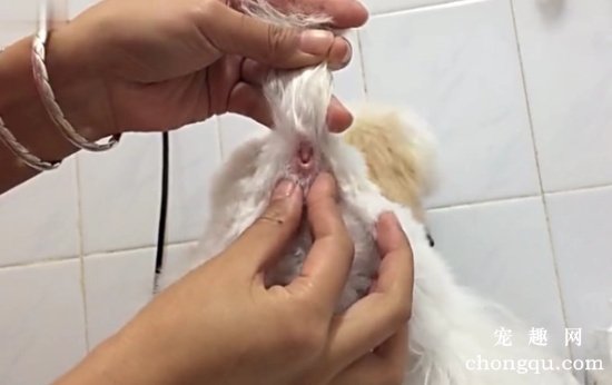 狗狗肛门腺怎么挤 狗狗肛门腺挤压方法介绍