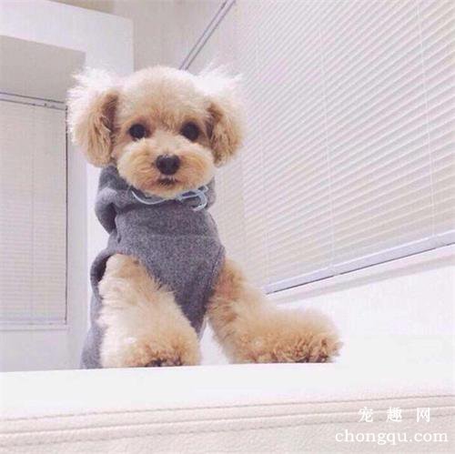 狗狗眼部怎么护理 狗狗眼部护理注意事项