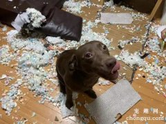 <b>狗狗在家搞破坏是什么原因？该怎么解决这个问题？</b>
