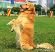怎样训练金毛狗狗？金毛狗站立训练方法