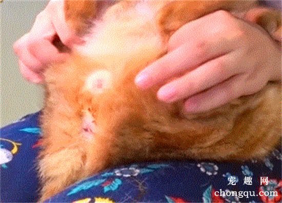 猫咪的肛门腺为什么会那么臭？