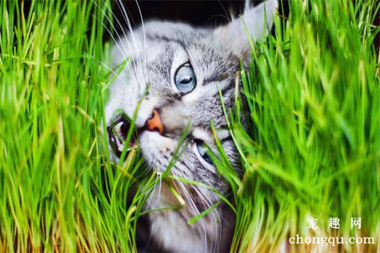 英国短毛猫应该怎么样养？
