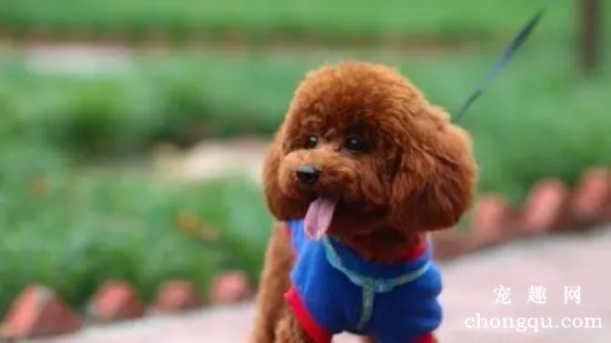 泰迪犬耳朵毛发越来越稀疏怎么办