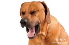 狗狗咳嗽的原因是什么？