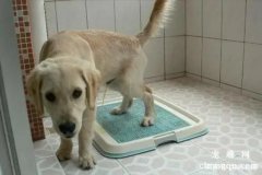 <b>狗狗大小便训练方法？如何定点排泄？</b>