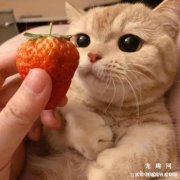 猫能吃草莓吗？