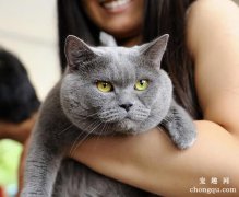 <b>英国短毛猫蓝猫性格怎么样？</b>