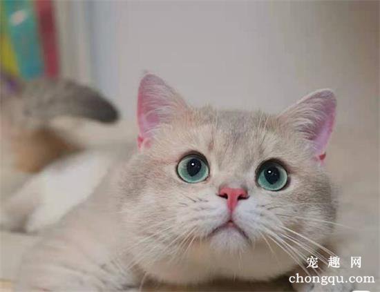 蓝金渐层猫和紫金渐层猫是什么品种？