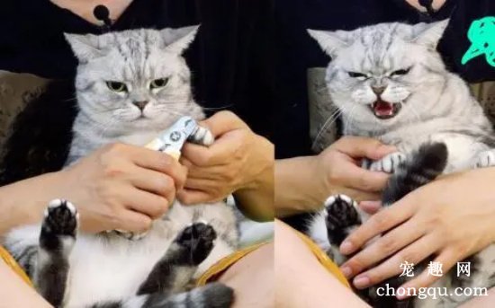 怎么给猫咪剪指甲不反抗？