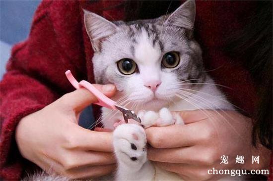 如何给猫咪剪指甲（图解）？
