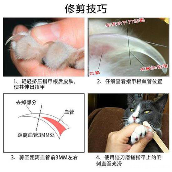 如何给猫咪剪指甲（图解）？