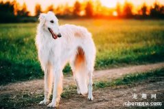 苏俄猎狼犬感冒怎么办