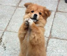 <b>怎么训练狗狗作揖？</b>