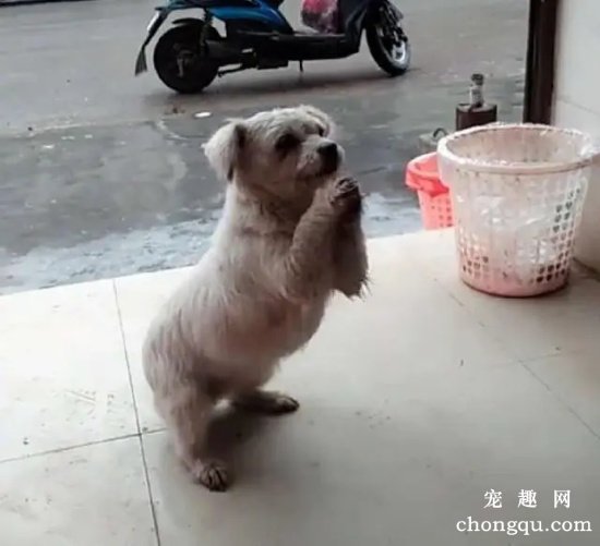怎么训练狗狗作揖