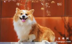 <b>狗狗得了犬瘟（狗瘟）怎么办</b>
