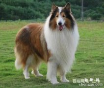<b>怎样让狗不爱啃家具</b>