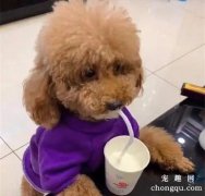 <b>狗狗咬东西，搞破坏怎么办？</b>