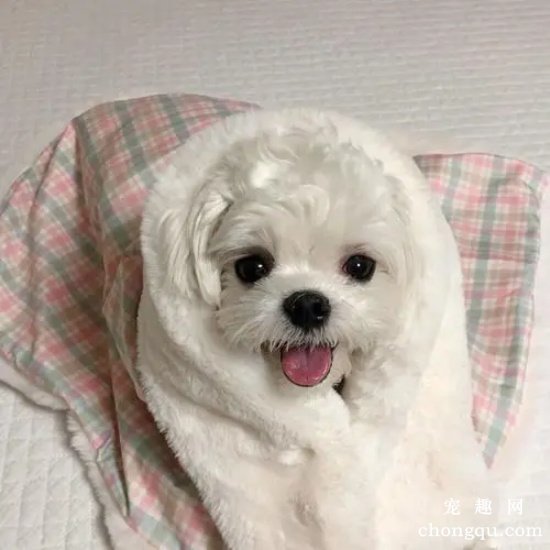 马尔济斯犬不吃东西怎么办呢