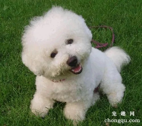 比熊狗狗消化不良怎么办呢