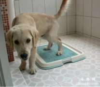 <b>新手小白怎么教狗狗如厕？训练狗狗上厕所？</b>