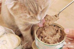 <b>猫罐头怎么喂食？</b>
