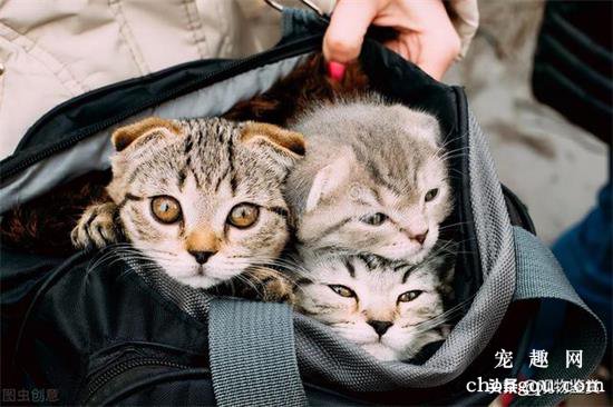 地铁带猫包的猫可以上地铁吗