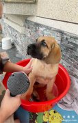 主人养了一只狗子，没想到几个月后，洗澡盆都塞满：要换桶了！