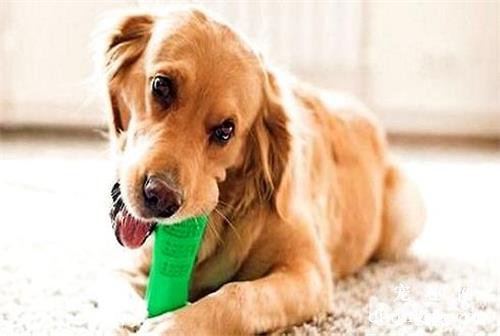 狗狗肠炎症状是什么？狗狗肠炎怎么治疗？