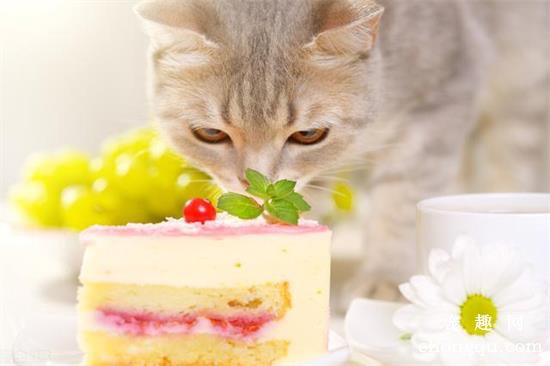 猫咪可以吃哪些水果？