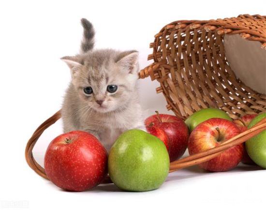 猫咪可以吃哪些水果？