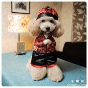 <b>如何训练狗狗拜年？狗狗拜年训练方法</b>