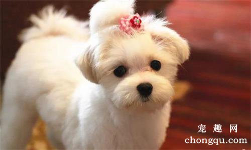 什么是犬气管塌陷？如何治疗