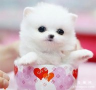 <b>茶杯犬训练 茶杯犬训练技巧介绍</b>