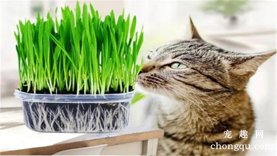 猫草怎么种植方法