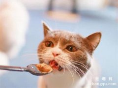 <b>猫罐头多久喂一次？</b>