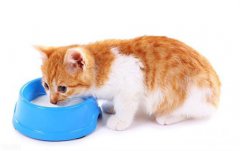 <b>一个月的小猫可以喝酸奶吗？</b>