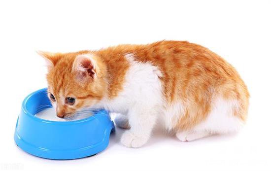 一个月的小猫可以喝酸奶吗？