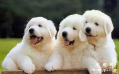 <b>狗狗打了狂犬疫苗会有什么不良反应</b>