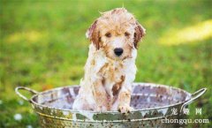 <b>幼犬多久洗一次澡？</b>