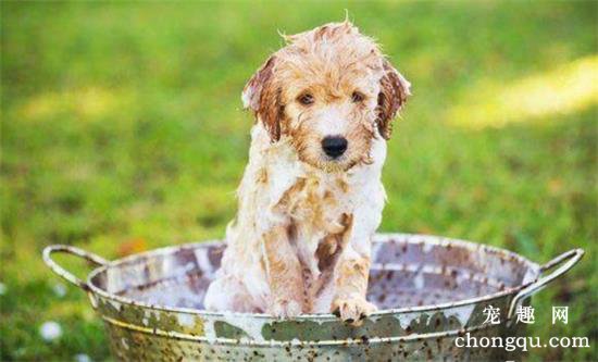 幼犬多久洗一次澡