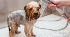 小型犬多久洗一次澡合适？