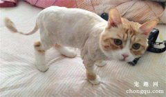 <b>猫咪夏天掉毛严重可以剃毛吗?</b>