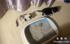 两只猫能在一个猫砂盆里拉屎吗?