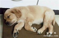 <b>犬翻肠子的症状表现有哪些？</b>